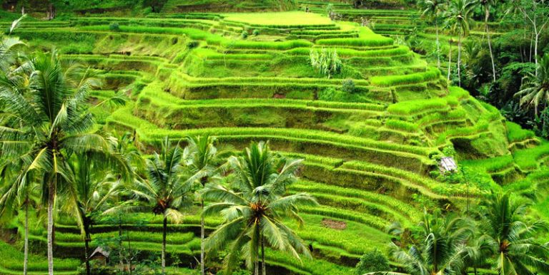 TegalalangRiceTerrace1