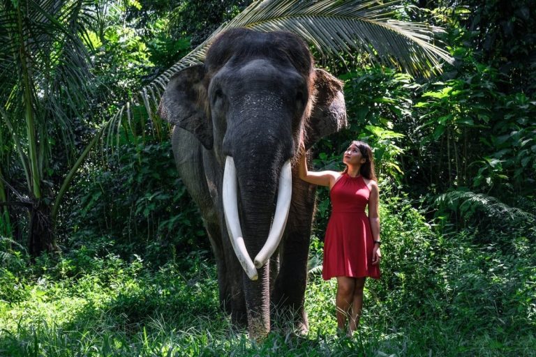 bali Elephant Sanctuary