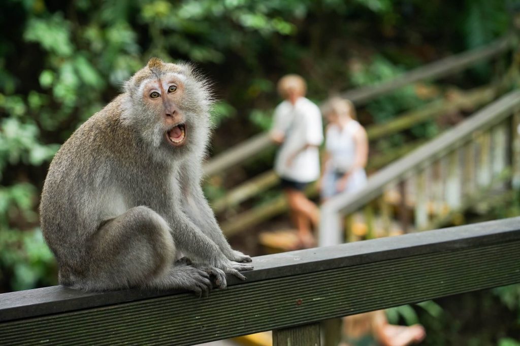 monkey-forest