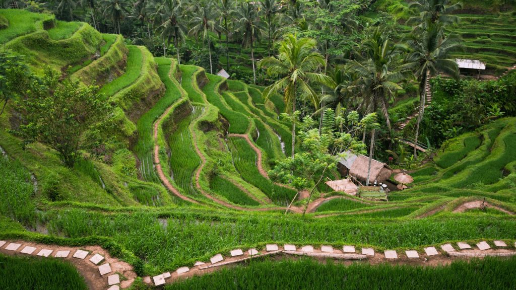 ubud2