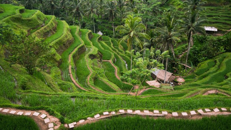 ubud2
